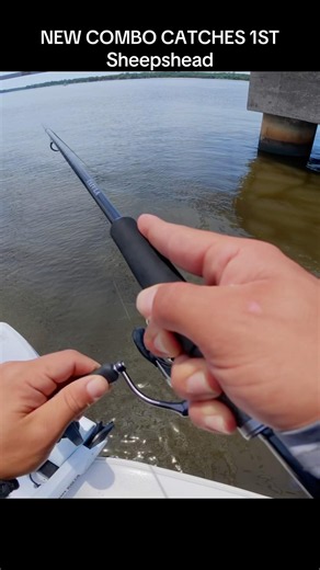 Sheepshead Fishing #fishing #sheepshead
