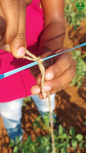 543K views · 4.4K reactions | Tomato farming tips #fblifestyle #farming #tomato | Trending Vivasaayi | Facebook