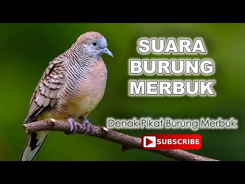 Suara Burung Merbuk Denak. Suara Champion Berhasil Dalam 10 minit.