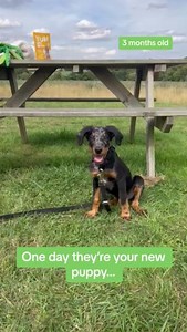 2.4K views · 16 reactions | Why do they have to grow up so fast? 凉​ #puppies #cutepuppy #dobermanpuppy #beauceronpuppy | YuMOVE UK | Facebook