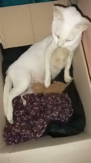 this momma cat is lonely, her kitty is weak... #cat #kitten #short