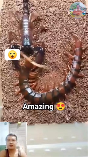centipede vs scorpion #fblifestyle #Amazing #animals #centipede #scorpion | Probinsyanong Astig