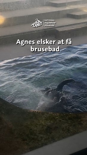 Gå glad i bad 🎵💦 | Den Blå Planet