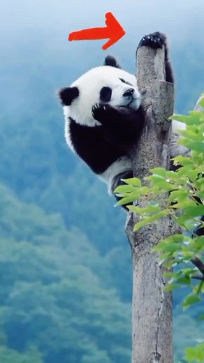 Playful Panda Climbing a Tree in Nature