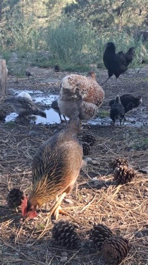 Dixie’s Little Chicks Discover a Fresh Puddle