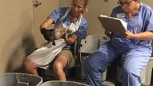 Population Explosion: Tortoise Group sponsors free sterilization clinic for pet tortoises