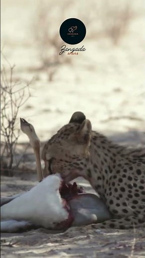 Cheetah Feasts on a Springbok in Etosha! 🐆🦌 #Wildlife #Safari