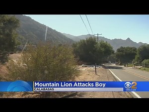 Mountain Lion Attacks Boy