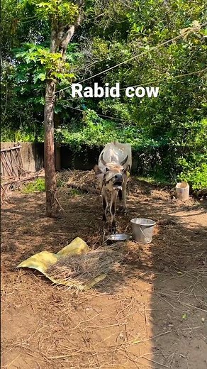 Rabid cow 🐮 RABIES/COW/ KERALA/FURIOUS #rabies #rabidcow#furious
