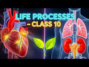 Life Processes | Class 10 Science | CBSE / ICSE / NCERT