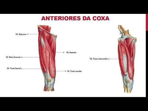 Músculos da coxa - origem, inserção, funções e localização