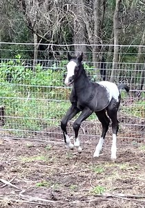 3 days old the little fella is starting to bounce around. Waiting for some play mates to arrive. Two mares ready to rock n roll any day now 😉 | Iron Horse Appaloosa Stud