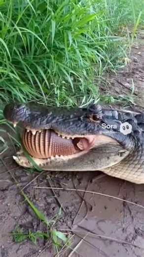 🇧🇷 Urgente - 😀 Tatu ⚽ Sobrevive ataque de 🐊 em lagoa. #animals #viral #zoológicos #youtubeshorts