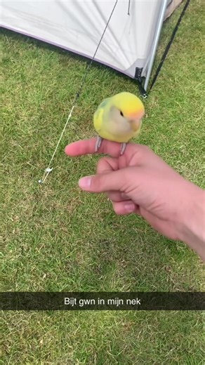 Exploring Gabber Music and Its Evolution