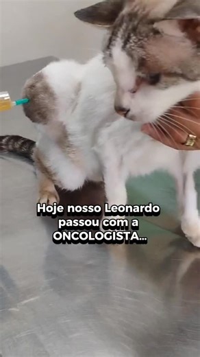 Nosso Leonardo passará POR CIRURGIA de RETIRADA DO TUMOR AMANHÃ 🙏🏻 Hoje ele passou com a Oncologista do Hospital Veterinário Dr. Hato em Santo André a doutora Taunny que drenou mais de 50 ML de LÍQUIDO do TUMOR e fez a TOSA já iniciando o processo de preparação da Cirurgia! Por favor orem pelo nosso menino pois será uma CIRURGIA MUITO GRANDE e ele tem SOPRO NO CORAÇÃO! Que Deus nos abençoe 🙏🏻 #fiv #felv #luteporalgo #doações #pif #pifentinhosdobrasil #pifentinhosdoinstagram #pifentinhos #cad