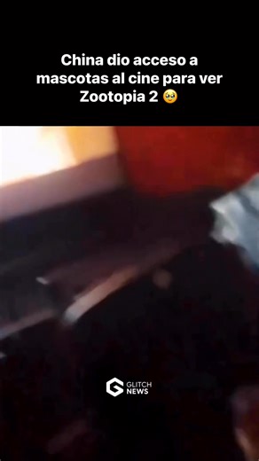 Un cine lleno de perros viendo Zootopia 2. No es un meme, es literalmente la función 🍿 En varias salas de cine en China están haciendo proyecciones pet–friendly de Zootopia 2: perros de todos los tamaños sentados junto a sus humanos, zonas especiales para carritos, personal entrenado para evitar peleas y espacios preparados con mantas, pads y limpieza extra. #zootopia2 #zootopia #disney #pets #glitchnews | Glitch News