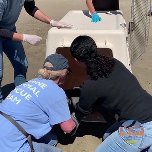 999K views · 2.5K reactions | While some Northern elephant seal rescues are very challenging, other patients make it relatively easy. Our staff and volunteers had no problems capturing this malnourished pup for rehabilitation. . . . . . . . . . . #wildlife #rehabilitation #release #rescue #california #losangeles #animals #animales #animaux #instagood #instadaily #nature #education #marinemammal #elephantseal #malibu | California Wildlife Center | Facebook
