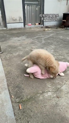 Puppy looked at something he shouldn’t have seen, pet confused pose, funny video