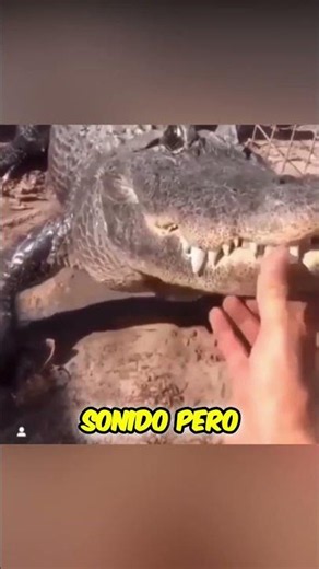 The Surprising and Terrifying Roar of a CROCODILE 🐊#shorts