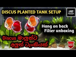 Discus Fish Planted Tank Setup in sinhala || Planted Tank || Discus මාලුන්ට ටැංකියක් !!