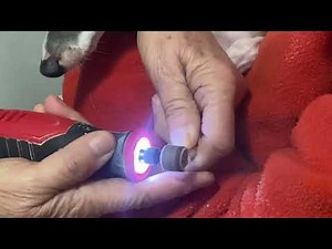 How to clip your Italian Greyhound's toe nails