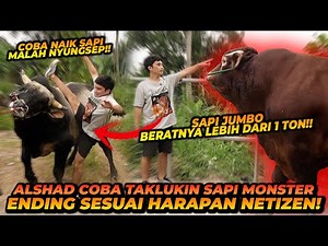 CARI SAPI UNTUK QURBAN ! NEMU SAPI RAKSASA 1 TON KEATAS ! SAPINYA NGAMUK ?!