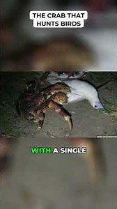 The Crab That Hunts Birds