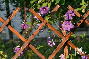16 Fence Gap Filler Ideas - Evergreen Seeds