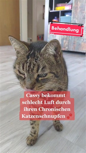 Behandlung von chronischem Katzenschnupfen mit Inhalator und Meersalz