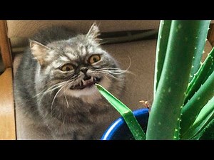 😻Cats And 🐶 Dogs are Funny - Funny Tik Tok Videos - Try Not To Laugh!