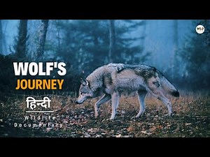 Wolf's Journey - हिन्दी डॉक्यूमेंट्री | Wildlife documentary in Hindi