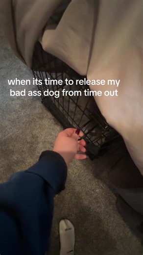 Release My Dog from Time Out: Fun Moments