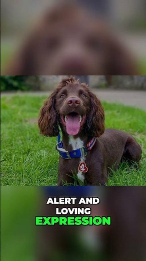 Cocker + Springer = Sprocker? Here’s What You Get