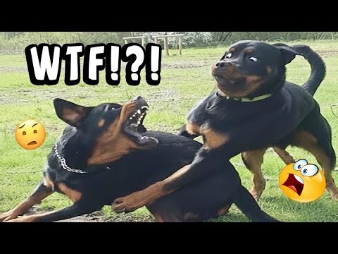 VIRAL FUNNY DOG COMPILATION 2025 – YOU WON’T STOP LAUGHING 🤣🐶 #21