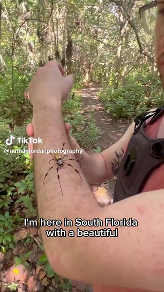Golden Silk Spider - Incredible Web Weaver