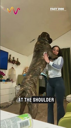 This Dog Is Taller Than Some Humans 😳🐕 #dog #greatdane