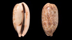 What is the rarest type of shell? [2025] | QAQooking.wiki