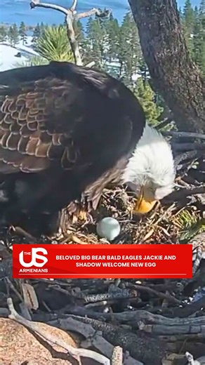 Big Bear Valley’s famous bald eagle couple, Jackie and Shadow, have welcomed a new egg this nesting season after losing previous eggs earlier in the year. The moment was captured on their live nest camera, delighting viewers who follow the pair’s journey each year. Jackie and Shadow have captured hearts around the world with their resilience and dedication to raising eaglets, and this latest egg brings fresh hope for another successful hatch. Source: KTLA | The US Armenians
