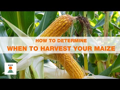 How to determine when to harvest your maize
