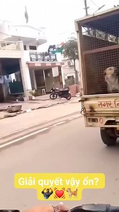 10K reactions · 205 shares | Giải vậy liệu ổn không?❤️惡 | Truong Trai Dao | Facebook