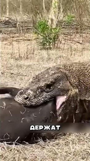 Hunger didn't save the greedy monitor lizard #animals #nature
