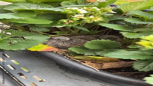 Baby chicks of mourning dove birds in a nest made in a strawberry planter