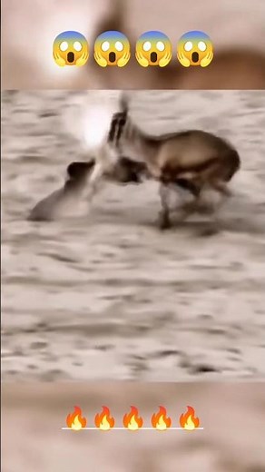 EAGLE VS DEER BATTLE BETWEEN TWO WILDLIFE ANIMALS 🤯🦅🔥#eagles #wildlifeentertainment #hunting #birds