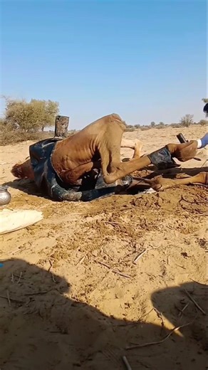 "أرجل الجمل الجميلة تطير في الهواء