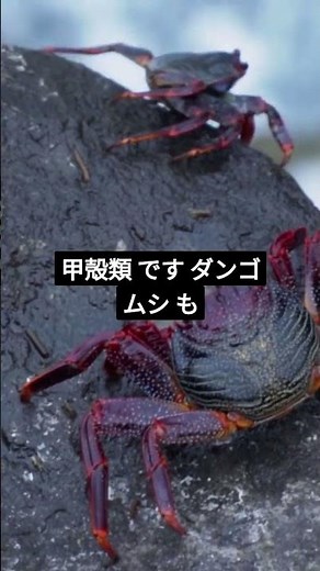 無脊椎動物を1分で解説 #中学理科 #高校受験 #入試対策