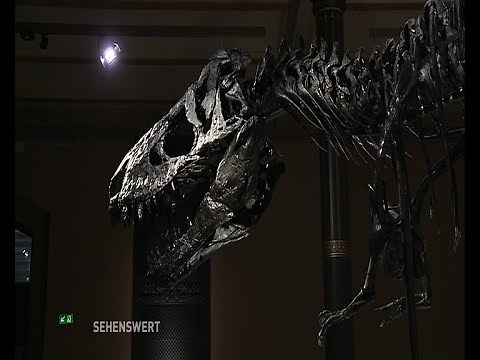 Sehenswert! // T-rex im Berliner Naturkundemuseum (Teil 1)