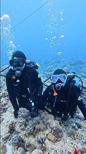 沖縄 体験ダイビング チービシ諸島・ナガンヌ南