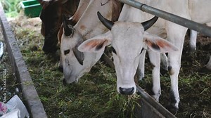 Cows eating grass in cow stall.