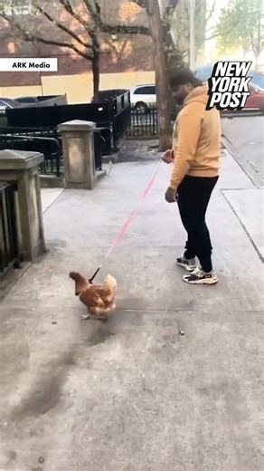 A man walks his chicken on a leash in NYC. | New York Post