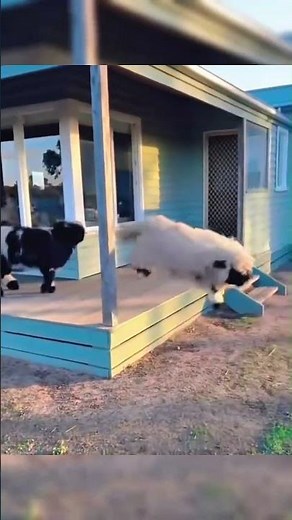 Baby Goat Playing in the Old Barn | Cute & Funny Goat Kid Moments